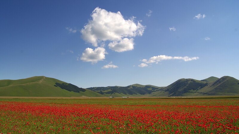 Red poppy field with green hills