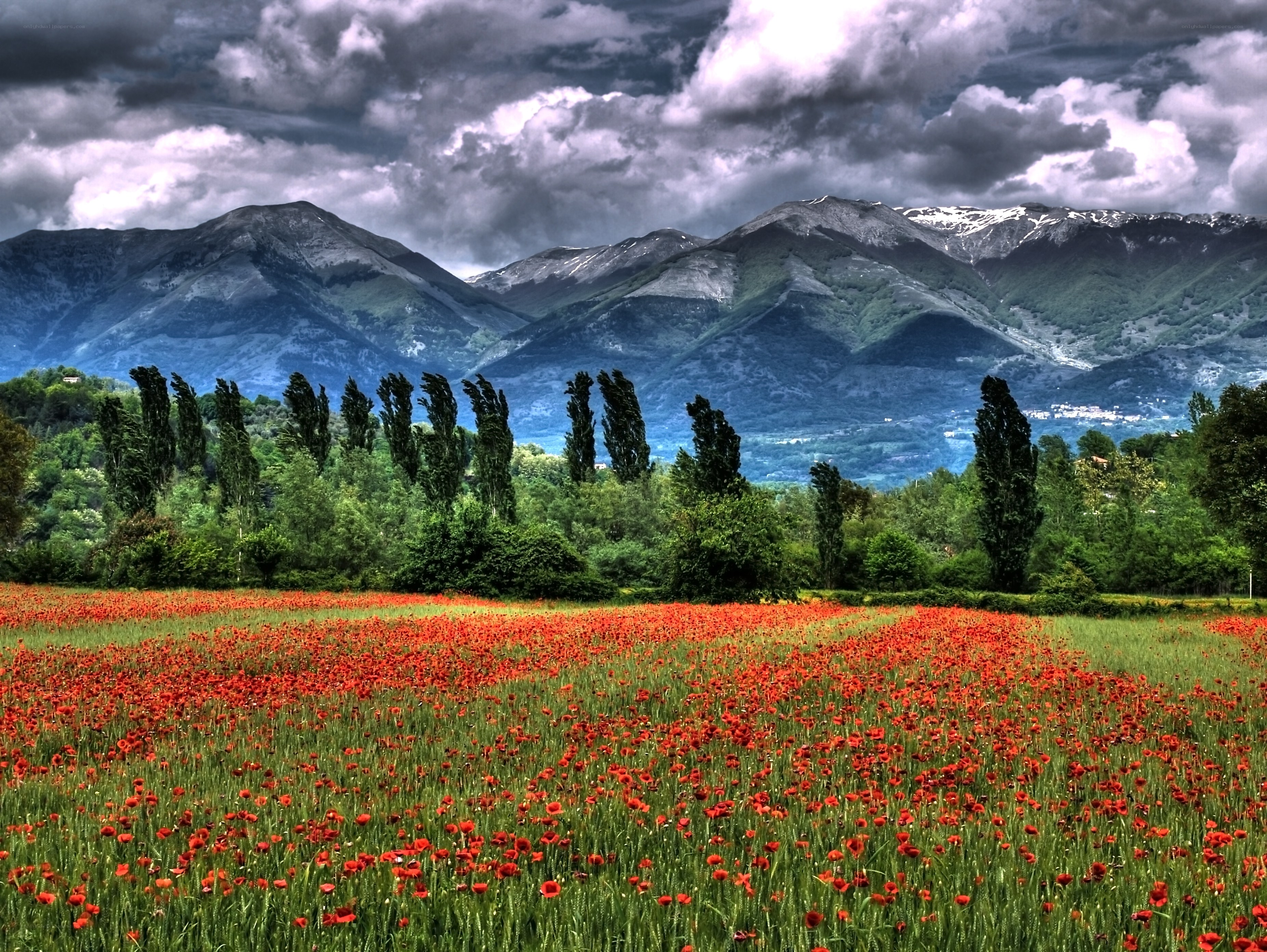 Red poppy field with mountains