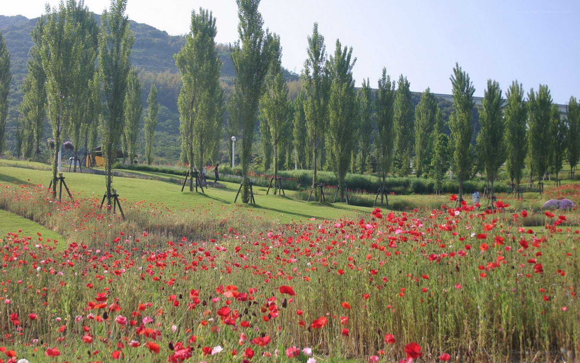 Red poppy field with trees