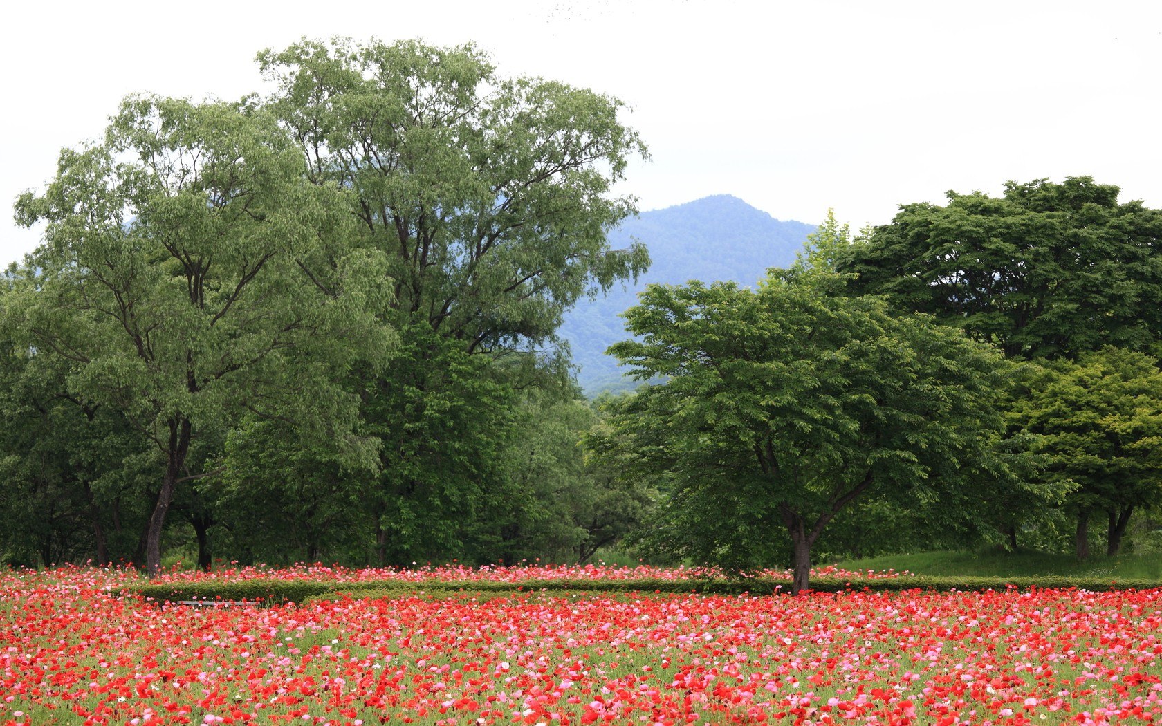 Red poppy field with trees
