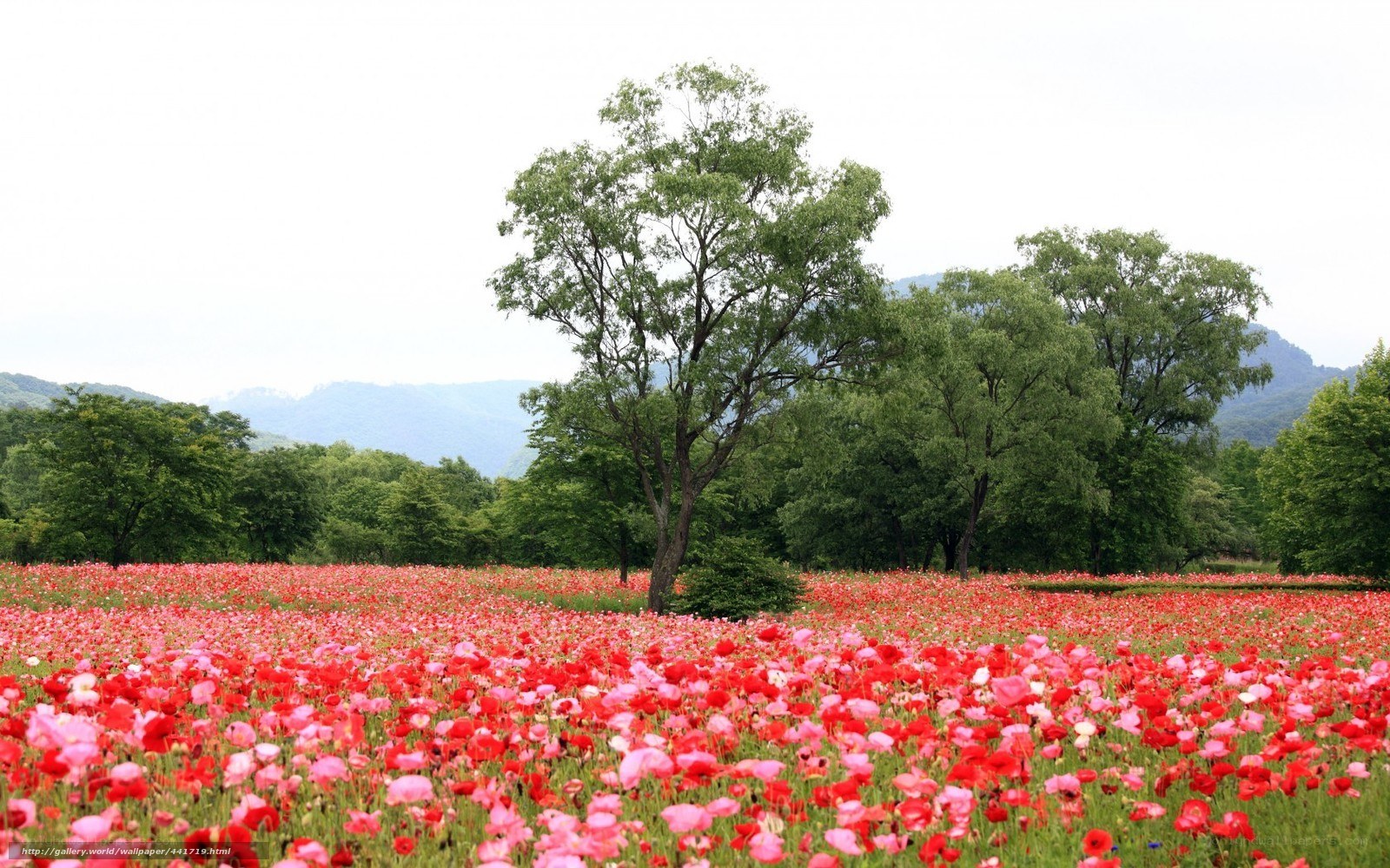 Red poppy field with trees