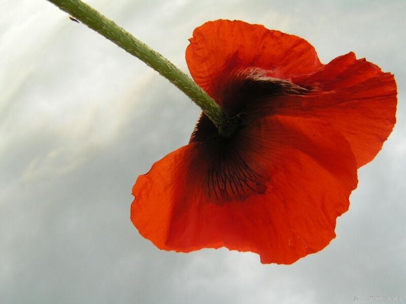 Red poppy flower against sky