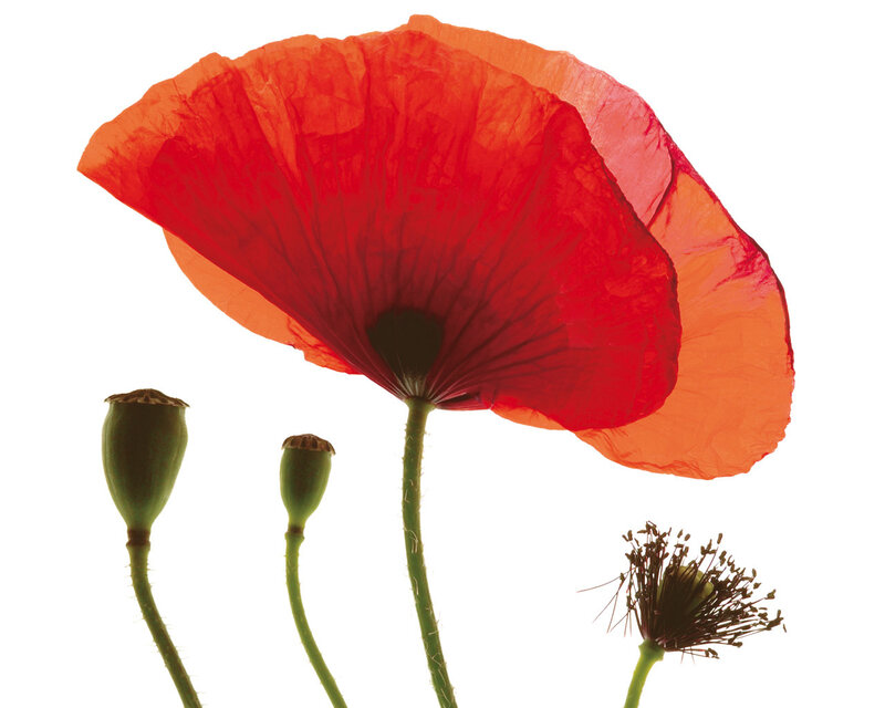 Red poppy flower and buds