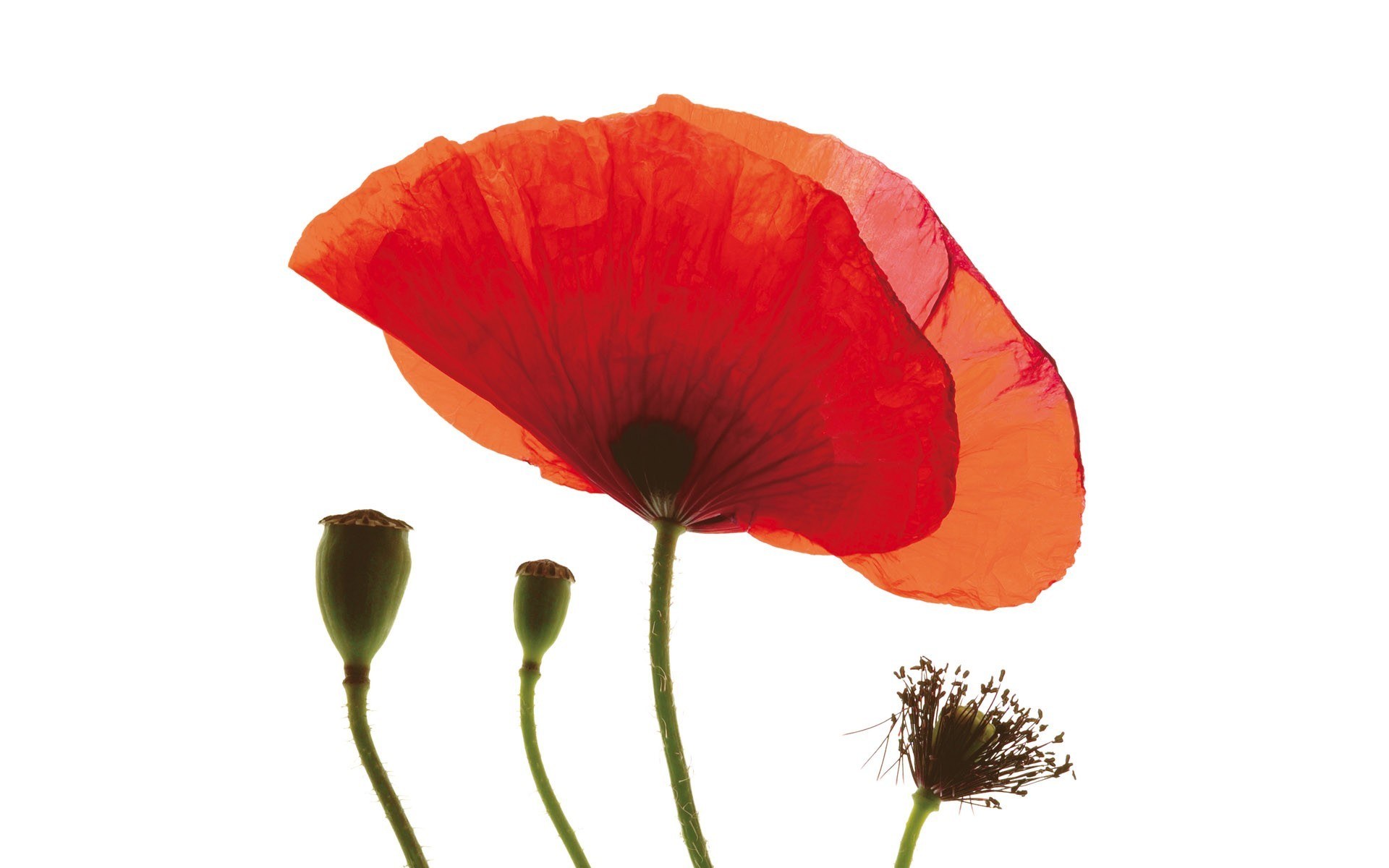 Red poppy flower and buds