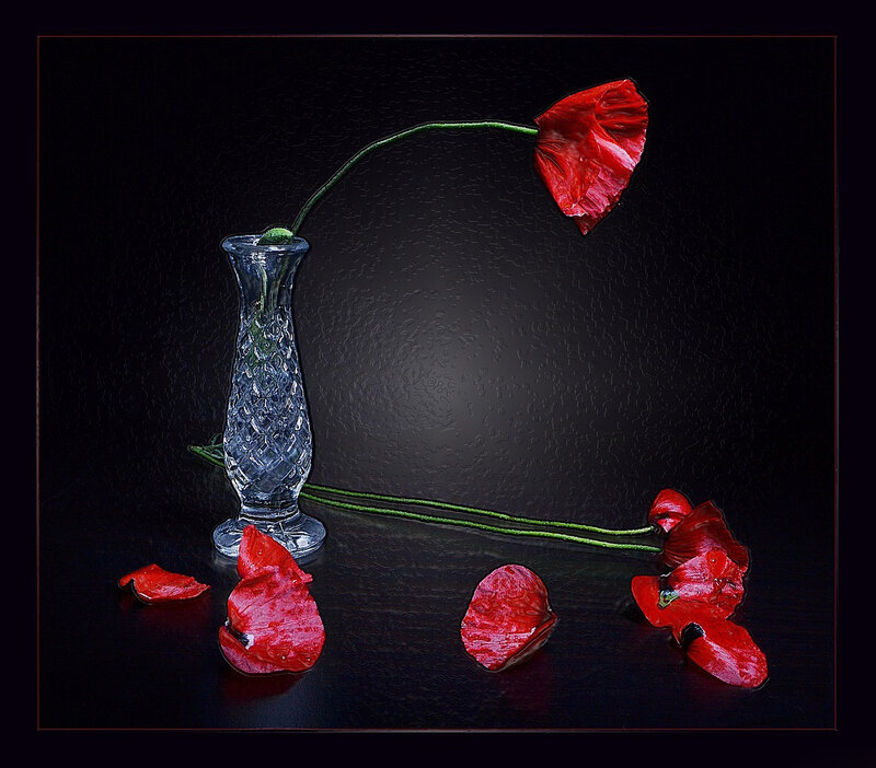 Red Poppy Flower — Black