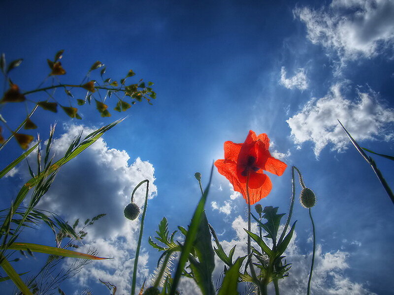 Red Poppy Flower — Blue, Dramatic