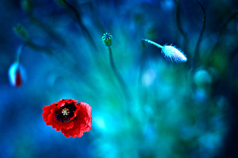 Red Poppy Flower — Blue