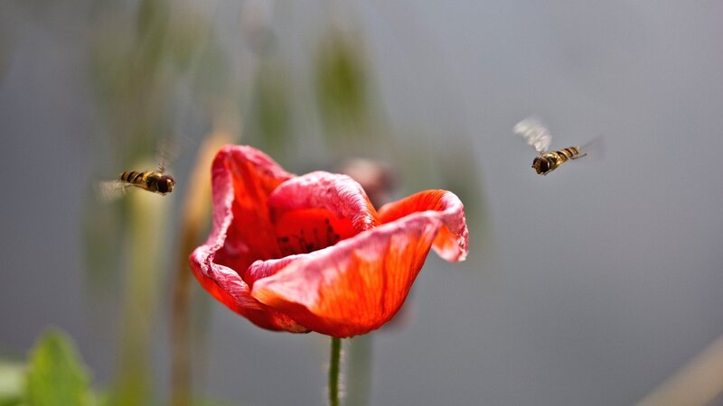 Red Poppy Flower — Calm, Afternoon, Photograph, Bees