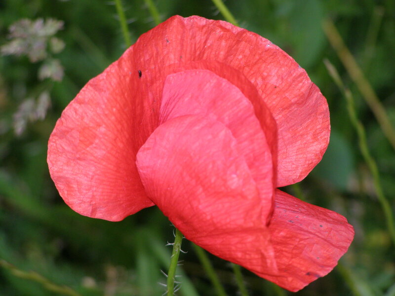 Red Poppy Flower — Calm, Afternoon, Photograph, Green Grass