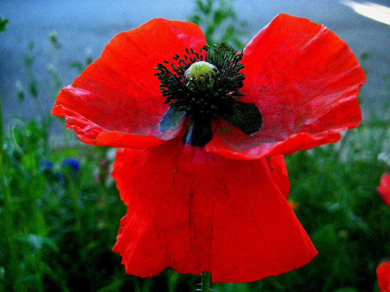 Red Poppy Flower — Calm, Afternoon