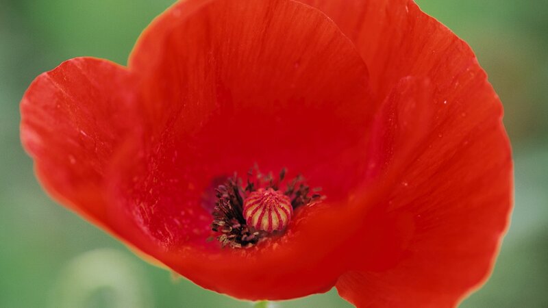 Red Poppy Flower — Calm, Photograph, Petals
