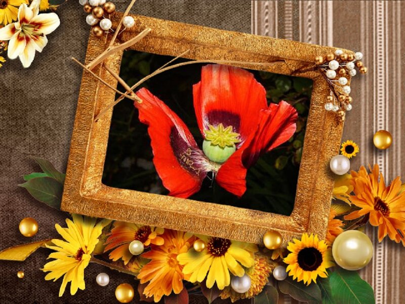Red Poppy Flower — Calm, Photograph