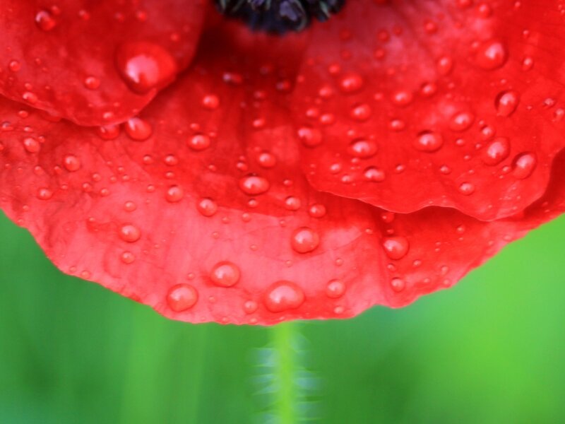 Red Poppy Flower — Calm, Photograph, Water Droplets