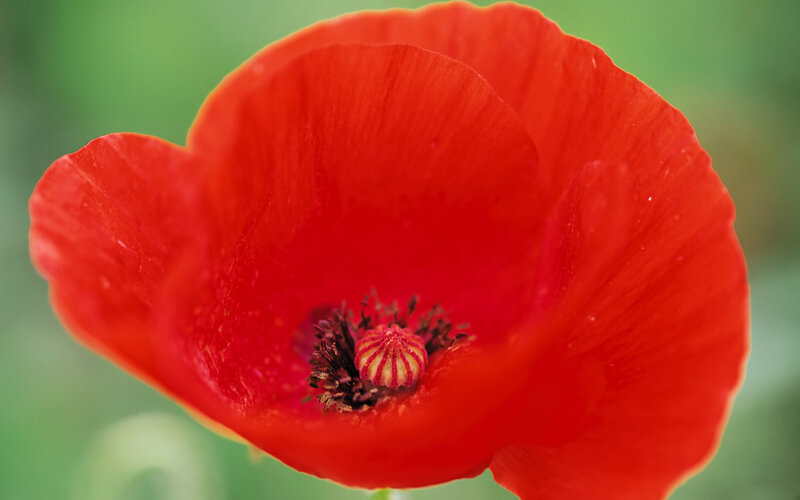 Red Poppy Flower — Calm, Spring