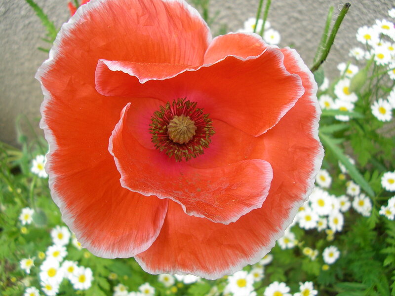 Red Poppy Flower — Calm, Summer