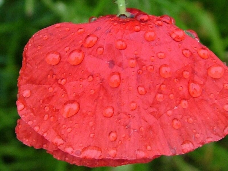 Red Poppy Flower — Calm