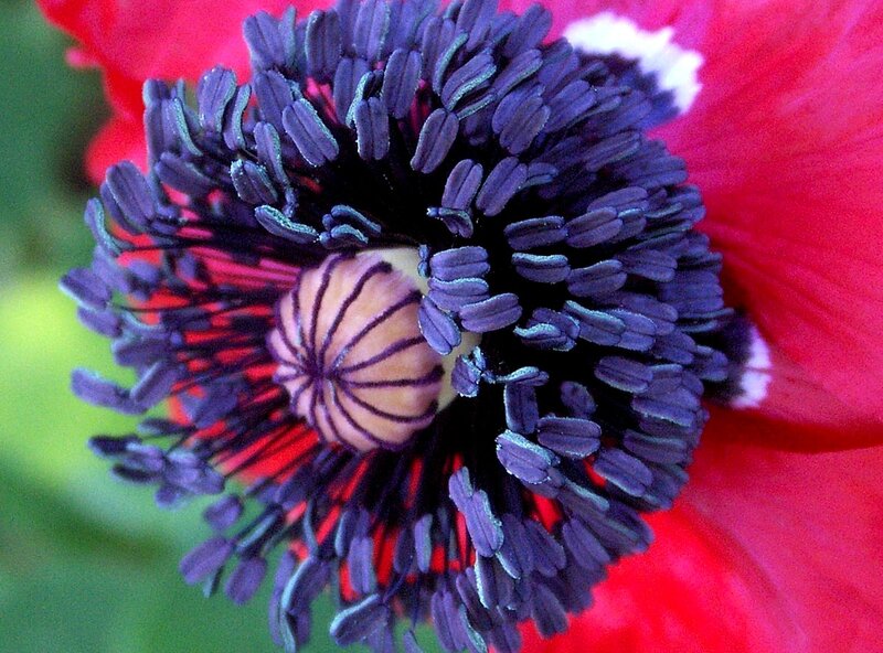 Red Poppy Flower Center
