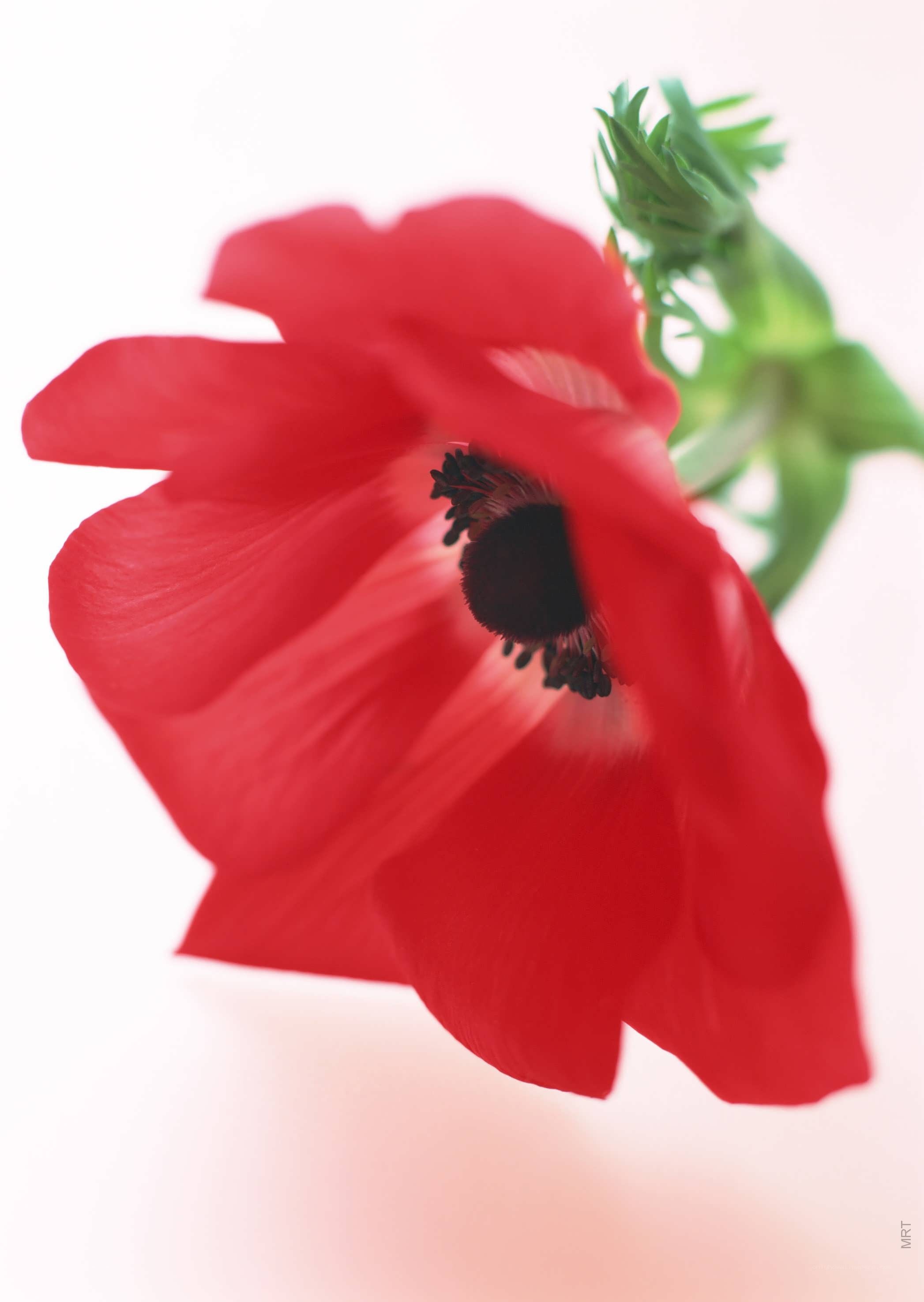 Red poppy flower close-up