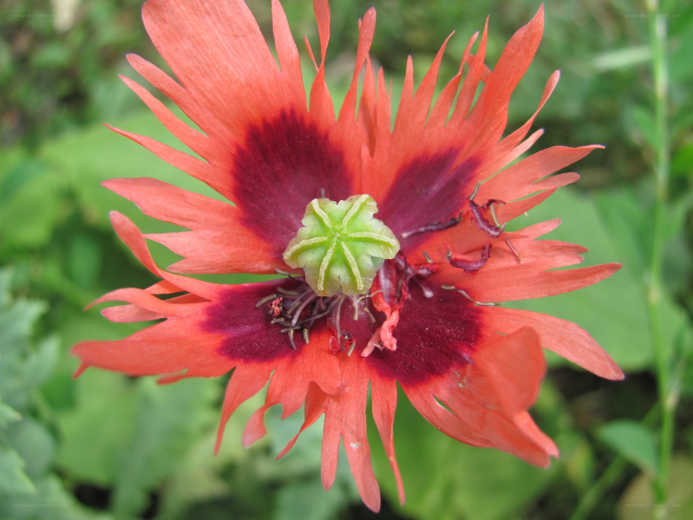 red poppy flower close-up