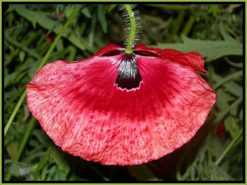 Red poppy flower close-up