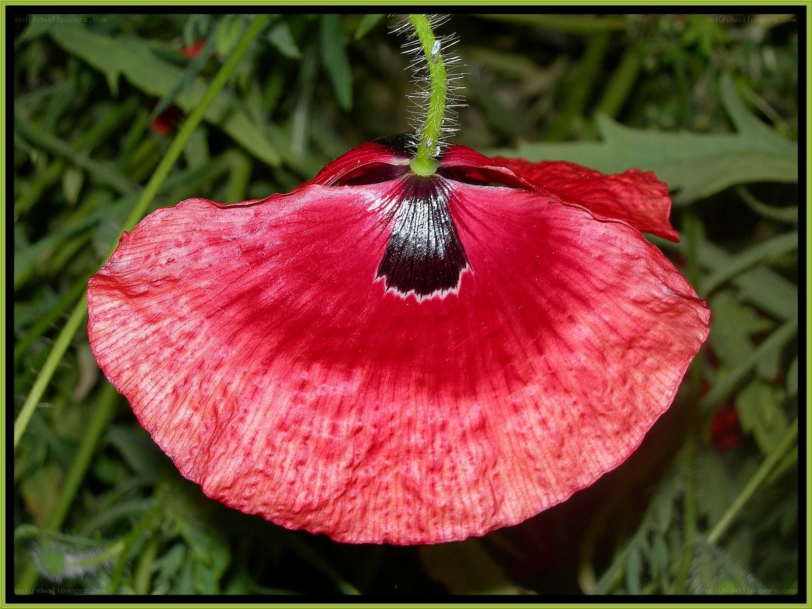 Red poppy flower close-up