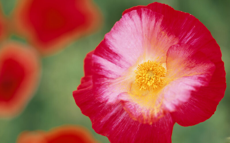 Red poppy flower close-up