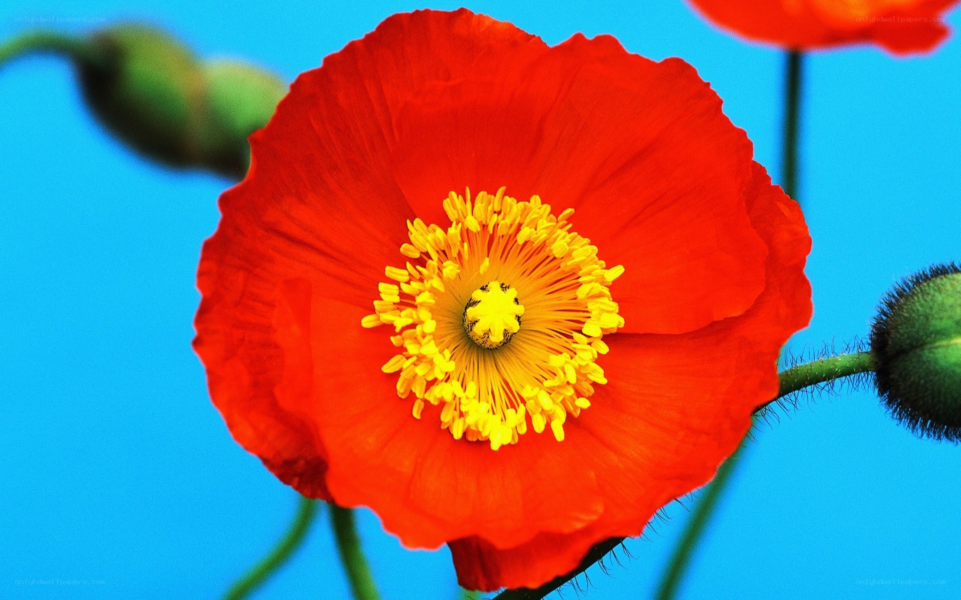 Red poppy flower close-up