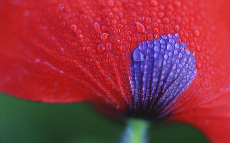 Red Poppy Flower — Detailed