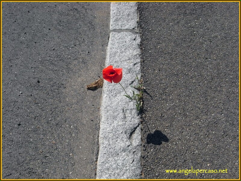 Red Poppy Flower — Dramatic, Afternoon, Photograph, Asphalt