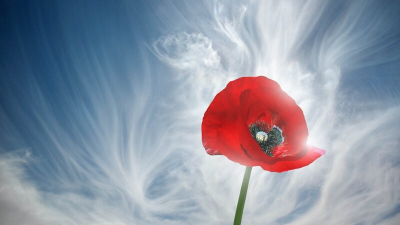 Red Poppy Flower — Dramatic, Afternoon, Photograph, Clouds, Sky