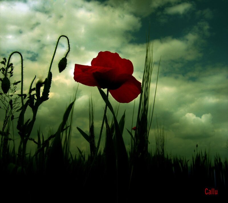 Red Poppy Flower — Dramatic, Afternoon, Photograph, Clouds