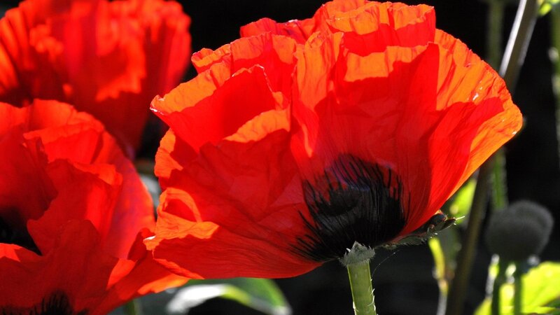 Red Poppy Flower — Dramatic, Afternoon, Photograph, Stem