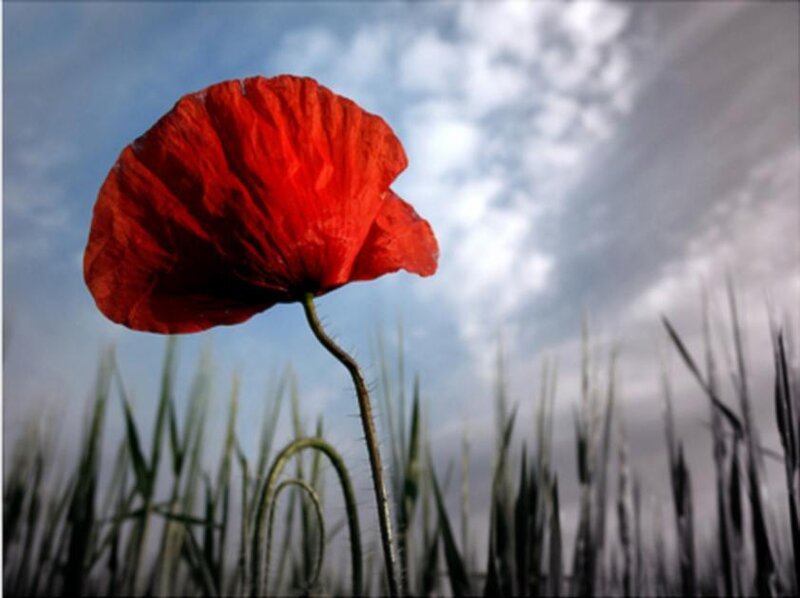 Red Poppy Flower — Dramatic, Afternoon, Photograph