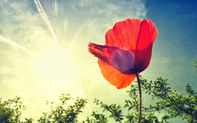 Red Poppy Flower — Dramatic, Afternoon