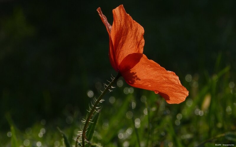 Red Poppy Flower — Dramatic, Morning