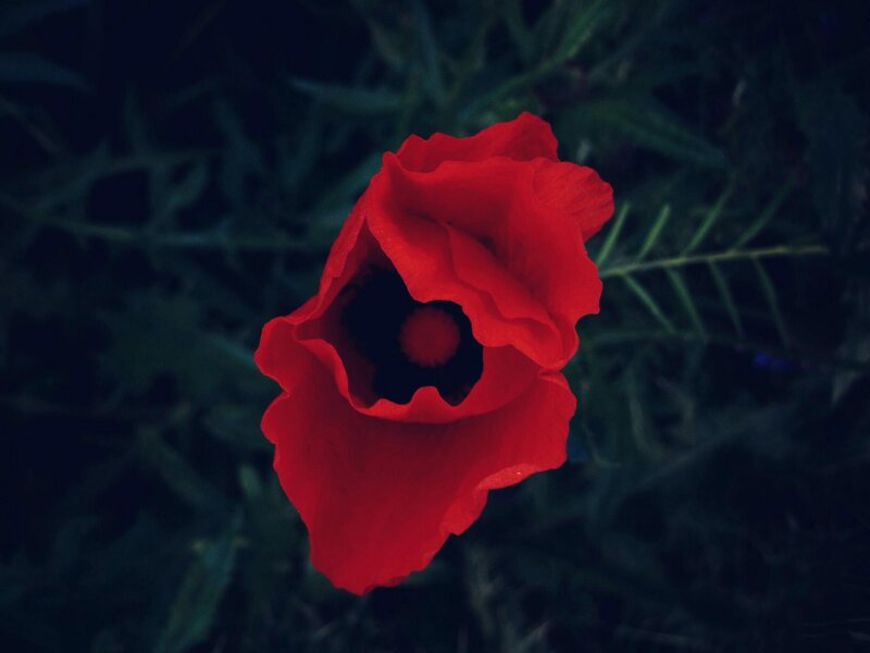 Red Poppy Flower — Dramatic, Night, Photograph, Green Leaves