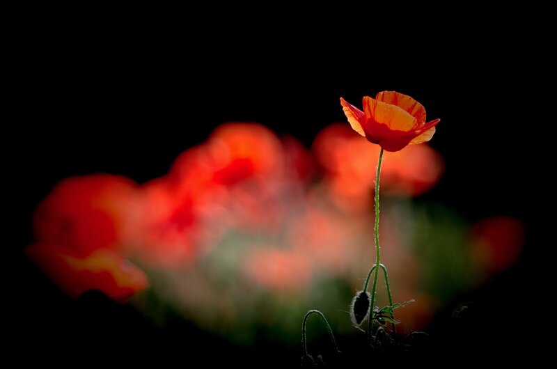 Red Poppy Flower — Dramatic, Night, Photograph, Stem