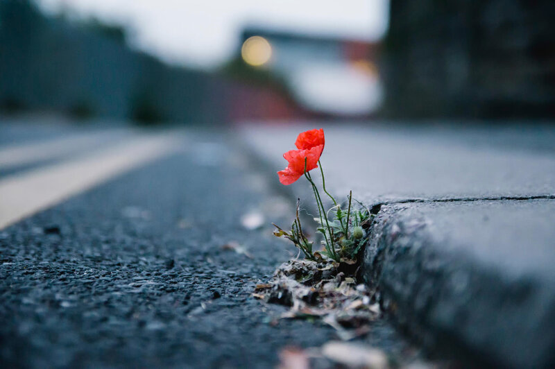 Red Poppy Flower — Dramatic, Night, Photograph