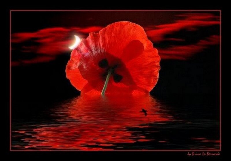 Red Poppy Flower — Dramatic, Night