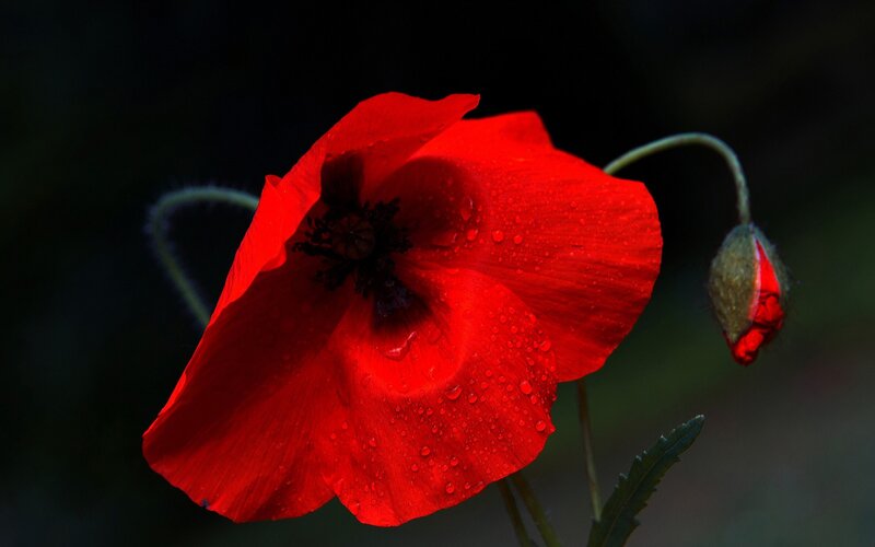 Red Poppy Flower — Dramatic, Photograph, Bud, Leaf