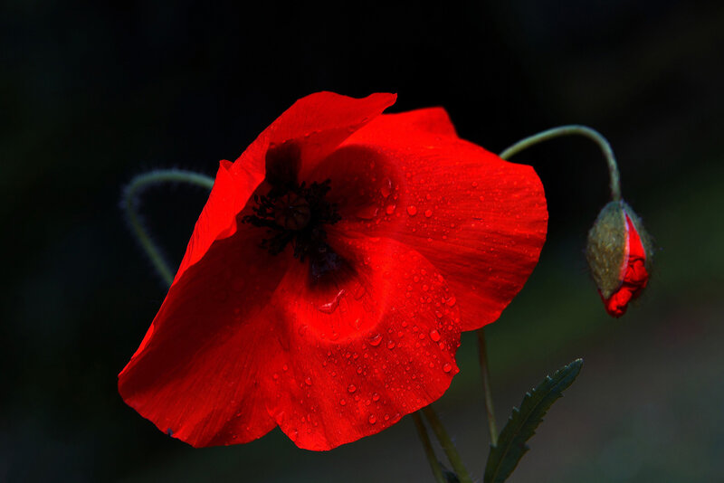 Red Poppy Flower — Dramatic, Photograph, Bud, Leaf, Water Droplets