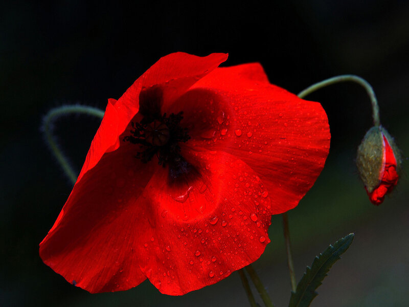 Red Poppy Flower — Dramatic, Photograph, Bud, Stem, Leaf