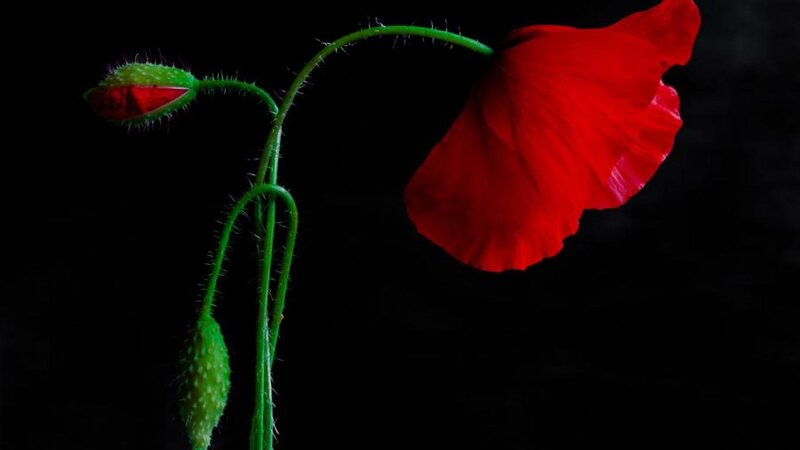 Red Poppy Flower — Dramatic, Photograph, Bud, Stem