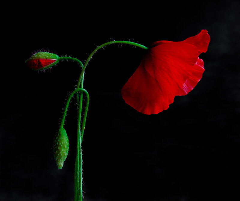 Red Poppy Flower — Dramatic, Photograph, Bud