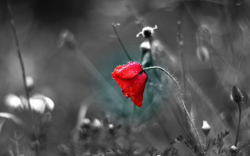 Red Poppy Flower — Dramatic, Photograph, Buds