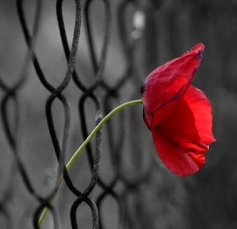 Red Poppy Flower — Dramatic, Photograph, Chain-link Fence