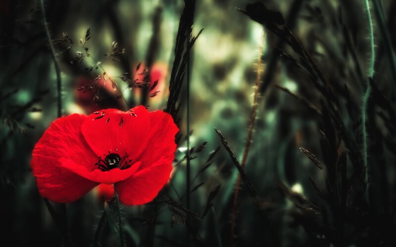 Red Poppy Flower — Dramatic, Photograph, Grass, Field, Dark Background