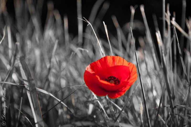 Red Poppy Flower — Dramatic, Photograph, Grass, Field