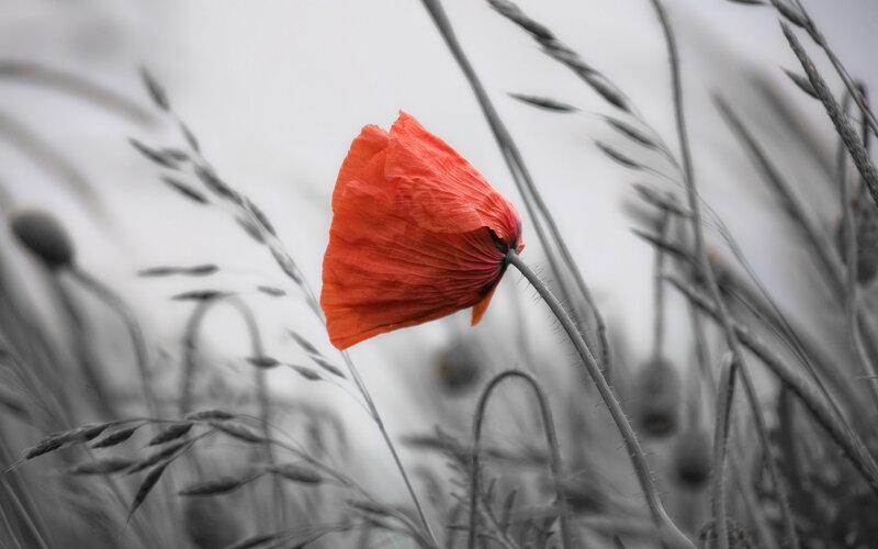 Red Poppy Flower — Dramatic, Photograph, Grass