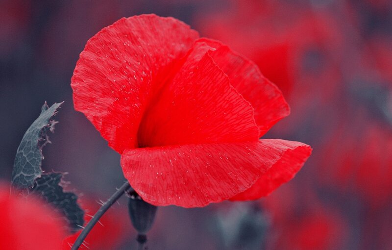 Red Poppy Flower — Dramatic, Photograph, Leaf